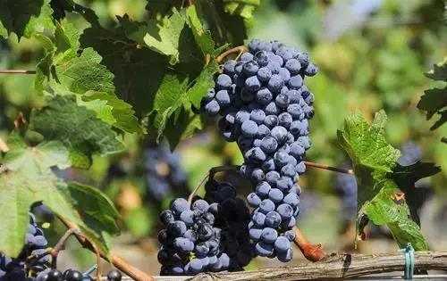 中国葡萄酒产业要弃“工”转“农”？