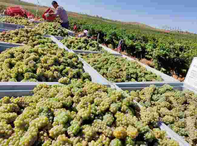 朗格斯酒庄发布2020年葡萄园年度采收报告，树立行业标杆