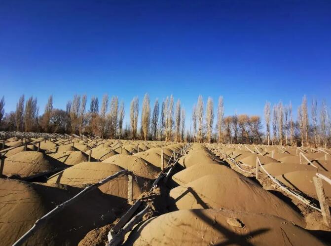 “肆意砍伐种植葡萄园”？甘肃产区行业人士：这个锅我们不能背！| 微酿观察