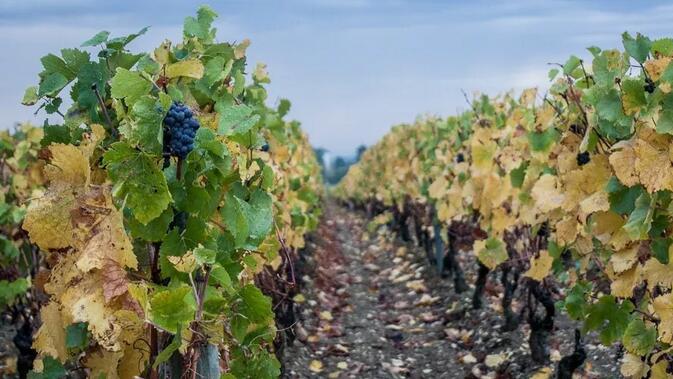 美国葡萄酒发展遇阻？意大利有机葡萄酒或将减产涨价？