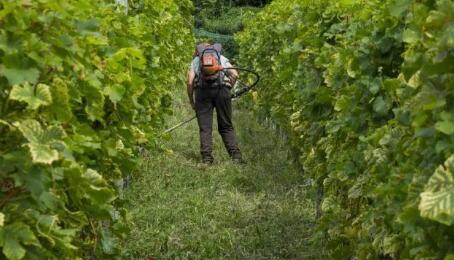 欧盟发布有机葡萄酒新法规，或会导致有机葡萄酒价格上涨