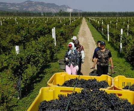 气候变化有可能改变全球和中国葡萄酒行业格局