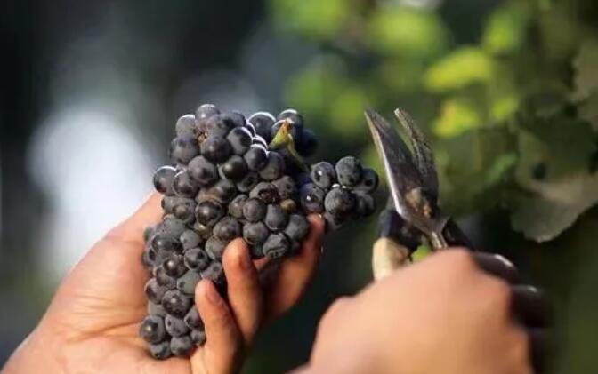 张裕涨停给中国葡萄酒带来了何种信心？