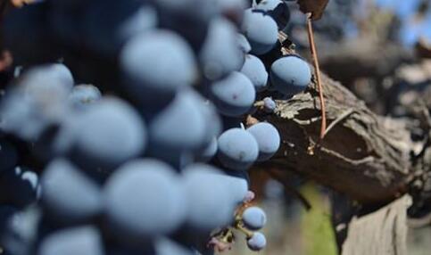 疫情影响下，阿根廷葡萄酒市场情况如何？