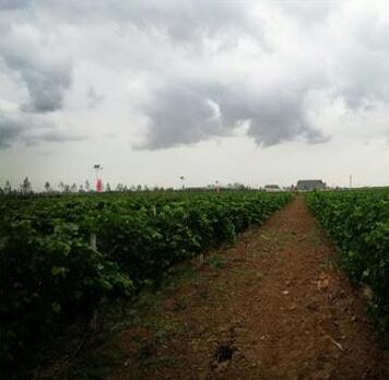 甘肃葡萄酒产业面临内忧外患局面，需要政府加大支持力度