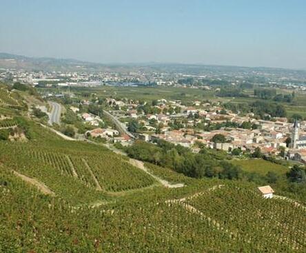 法国葡萄酒庄不断在减少，行业呈现萎缩状态