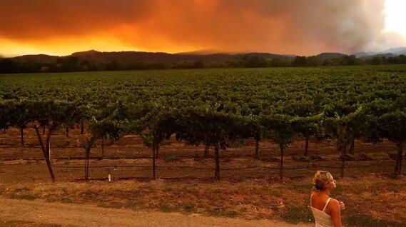 加州大火会导致2020年份葡萄酒颗粒无收吗？
