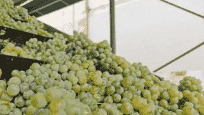 弥勒葡萄已成为当地经济发展大产业