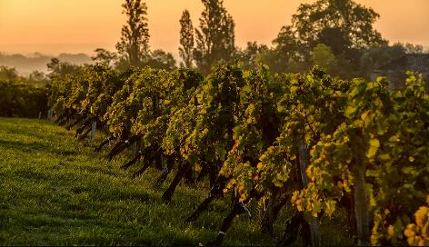 首发2019年份期酒的拉菲酒庄：销量下降50%，售价降低15.7% 