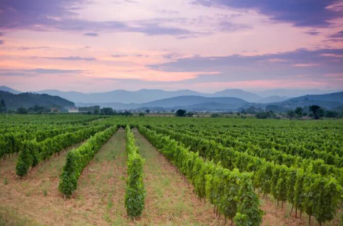 法国南部葡萄酒行业委员会制定新计划，为葡萄酒行业提供援助