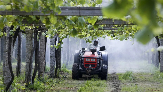 受疫情和气候双重影响，西班牙加利西亚葡萄酒行业遭受巨大损失