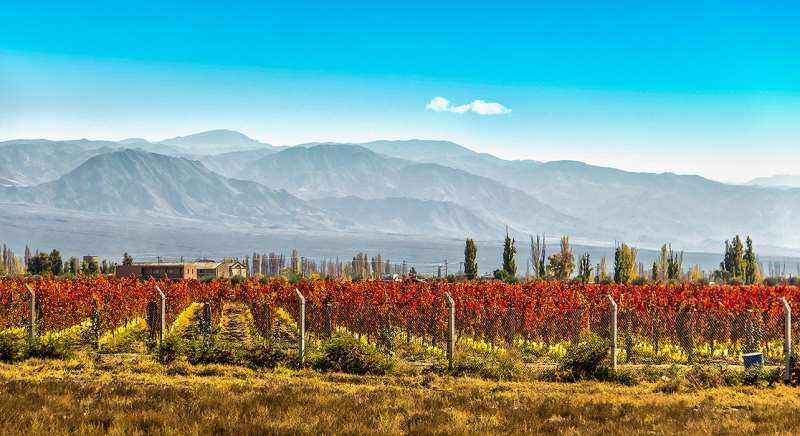 受疫情影响，智利葡萄酒出口量今年有可能下降20%