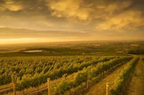 今年第一季度华盛顿州葡萄酒发货量大幅下跌