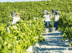 欧洲葡萄酒生产国面临销售危机