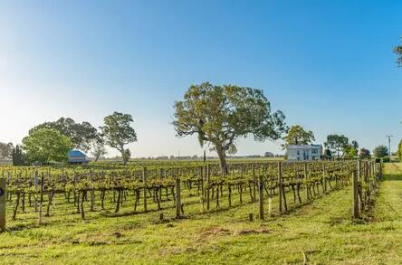 南澳葡萄酒产量减少，澳洲酒会否出现涨价潮？
