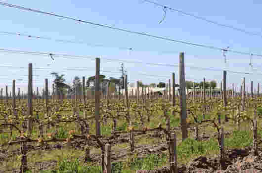 波尔多两个产区葡萄酒品质再好，也无法卖出好价格