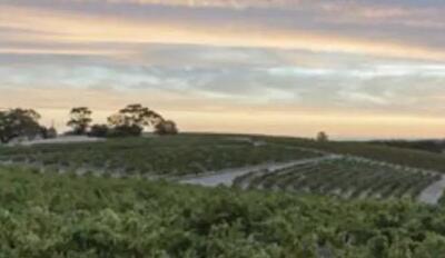澳洲葡萄酒产业即将进入下一个十年
