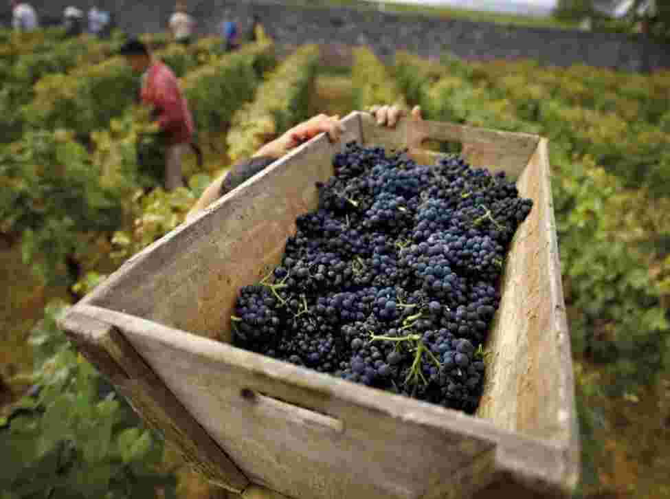 勃艮第葡萄酒出口额首次突破10亿欧元