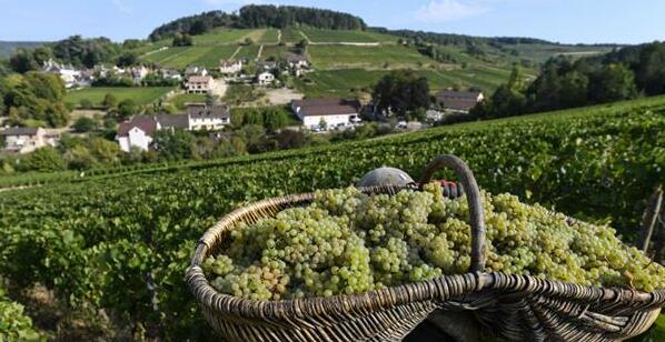 2018年法国香槟和勃艮第产区迎来葡萄大丰收
