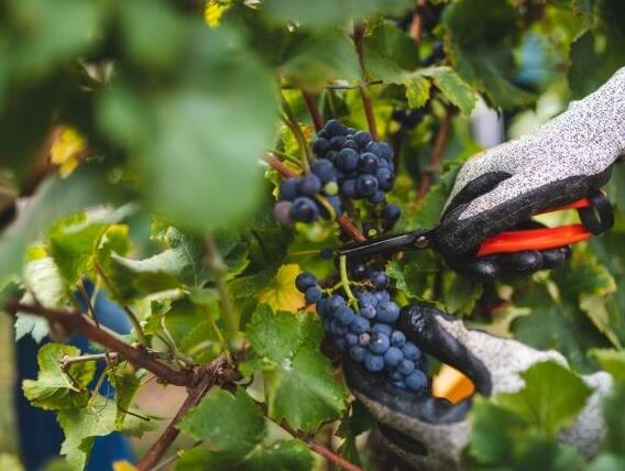 2018年份意大利葡萄产量预测报告出炉