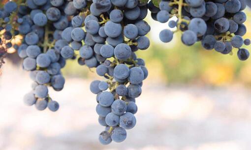 葡萄酒行业未来发展的趋势是怎样的？