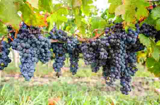 法国葡萄酒2019年产量下降，葡萄酒出口价格或会提高？