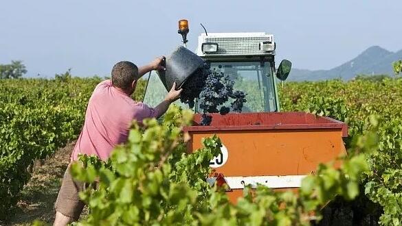 法国罗纳河谷葡萄酒产区为何能在中国市场保持稳定发展？