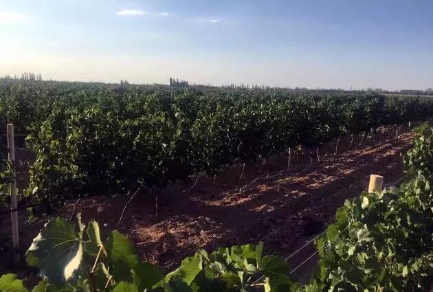 甘肃省葡萄酒产业发展潜力巨大