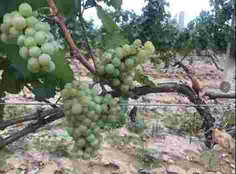 紫晶庄园马树森：“产区要复兴，怀来不能在中国葡萄酒整体发展中掉了队。”