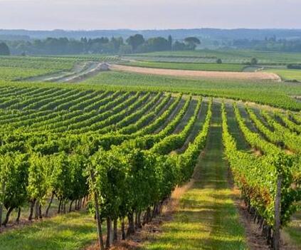 为何波尔多葡萄酒海外销售量出现下滑，勃艮第葡萄酒出口量反而增加？