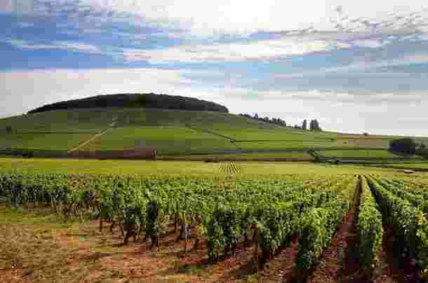 去年法国特级葡萄园的土地价格再次升高