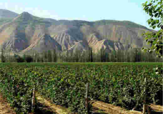 葡萄酒超越白酒，成为新疆酒类第一大行业