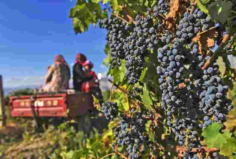 新疆葡萄产业链条日趋完善