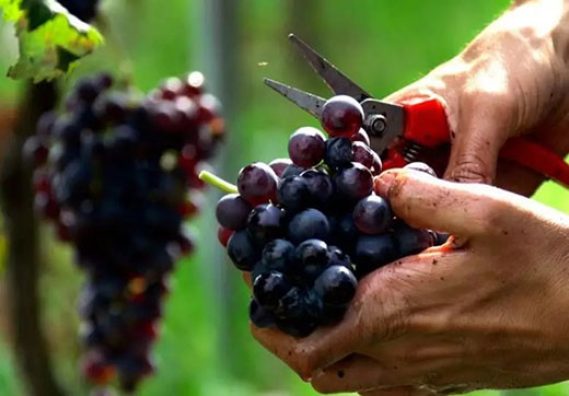 2018年全球葡萄酒产量数据报告新鲜出炉