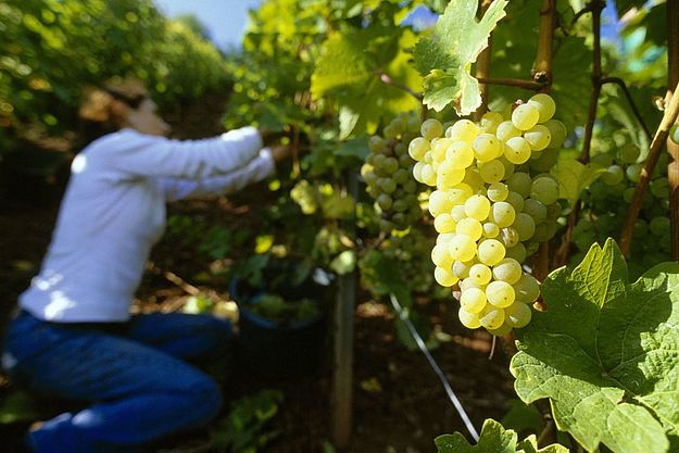 2018年德国葡萄酒产量达到10.27亿升