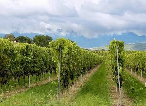 标准模式引领蓬莱葡萄与葡萄酒产业进入发展时代