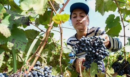 中国成为2018年格鲁吉亚葡萄酒出口国第三位