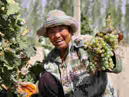 新疆葡萄酒产区已开始采收葡萄