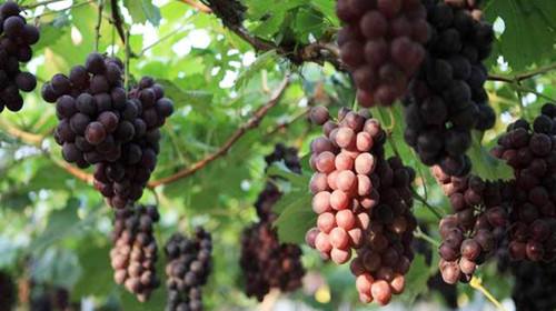 北半球5大葡萄酒生产国葡萄采收报告新鲜出炉
