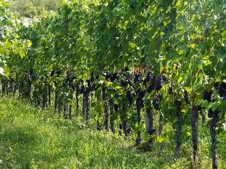 卢瓦尔河谷的品丽珠葡萄酒，大家有没有去体验过呢？