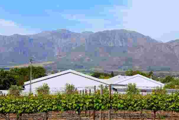 南非葡萄酒种植的好处