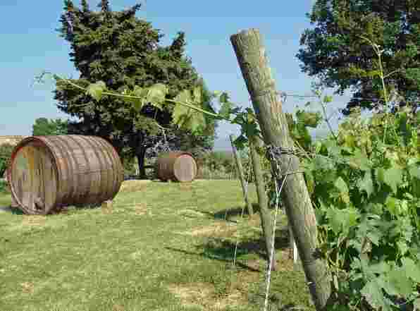 意大利葡萄酒工业的历史进化