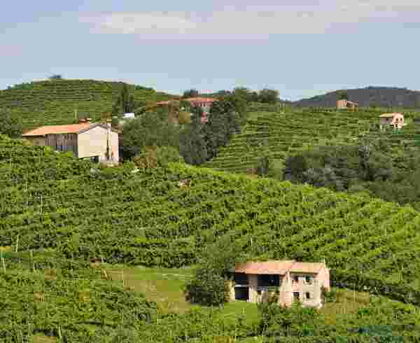 意大利葡萄酒产区：皮埃蒙特的葡萄酒
