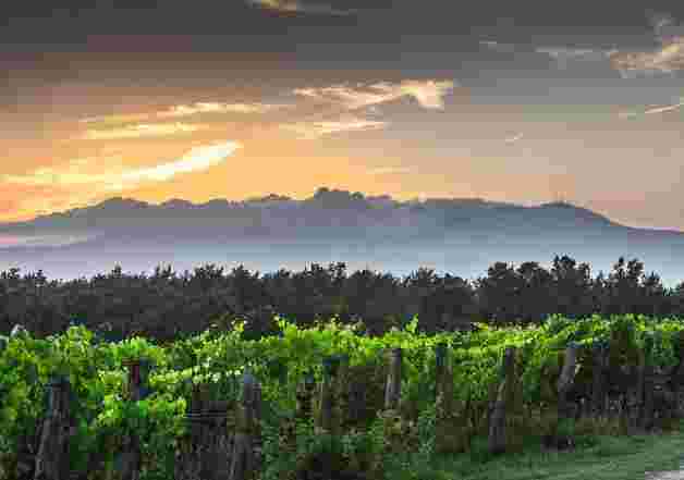 意大利葡萄酒：托斯卡纳产区的历史和文化
