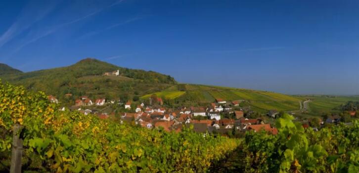 德国葡萄酒之路—葡萄园、葡萄酒品尝会和德国的丰收节