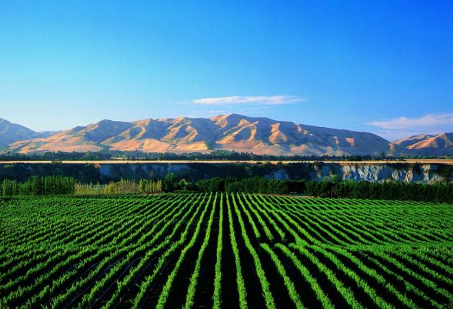 新西兰葡萄酒：全球舞台的小起点