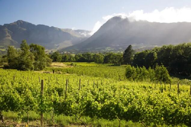 探索Pinotage南非葡萄酒 南非独一无二的红葡萄酒