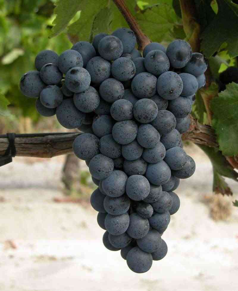 格鲁吉亚常见的6个本地葡萄品种