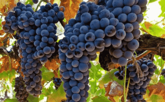 酿酒葡萄品种的重要意义