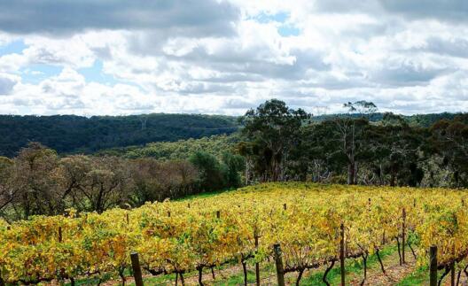 澳大利亚的9个葡萄酒产地